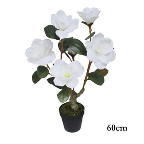 MACETA DE FLOR DE JADE 60cm (sin maceta)