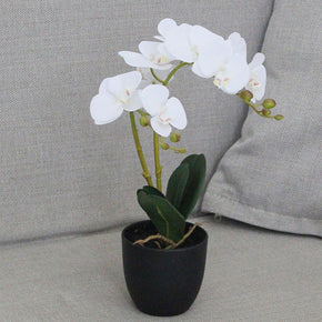 MACETA DE FLOR ORQUIDEA 40cm (sin maceta)