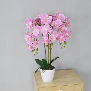 MACETA DE FLOR ORQUIDEA ROSADO 55cm (sin maceta)